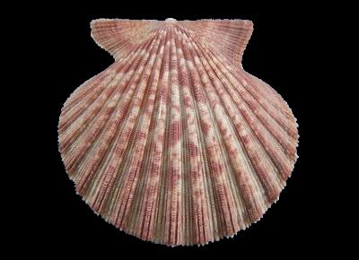 Aequipecten tehuelchus tehuelchus